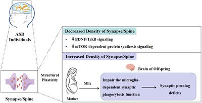 Molecular mechanisms of exercise intervention in alleviating the symptoms of autism spectrum disorder: Targeting the structural alterations of synapse